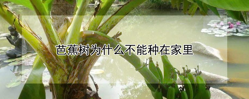 芭蕉樹為什麼不能種在家裏
