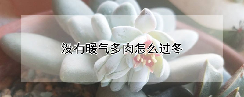 沒有暖氣多肉怎麼過冬