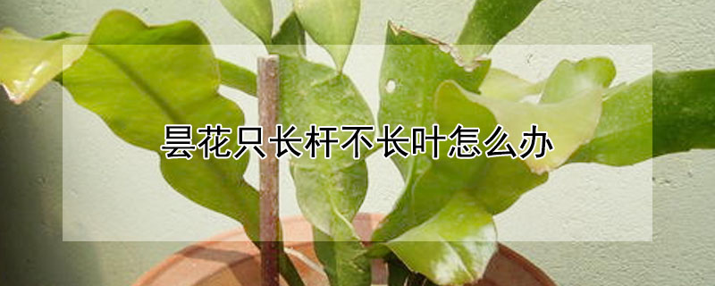 曇花隻長杆不長葉怎麼辦