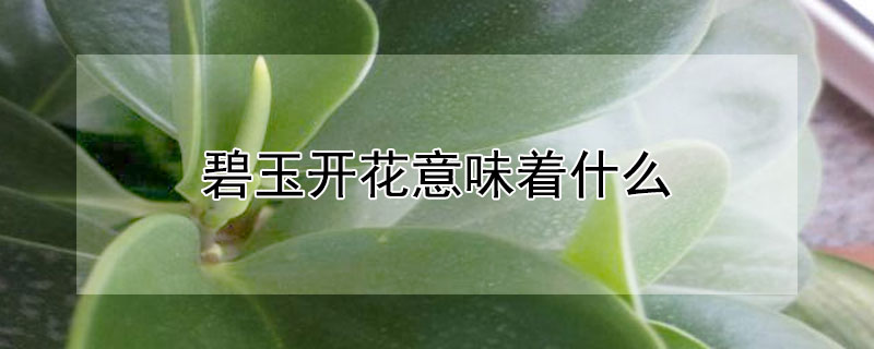 碧玉開花意味著什麼
