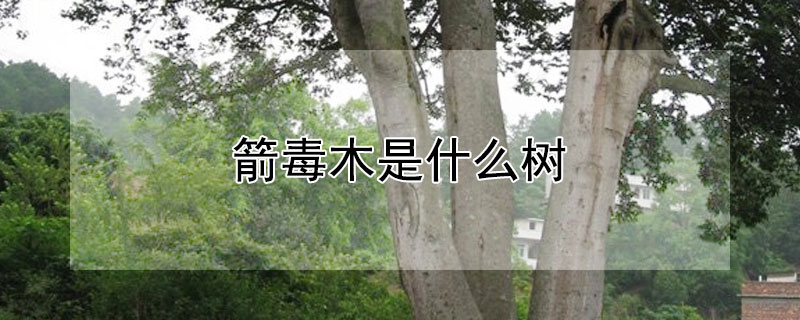 箭毒木是什麼樹