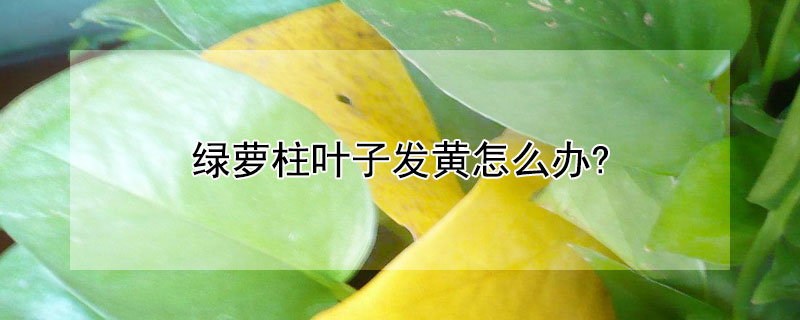 綠蘿柱葉子發黃怎麼辦?