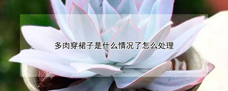 多肉穿裙子是什麼情況了怎麼處理