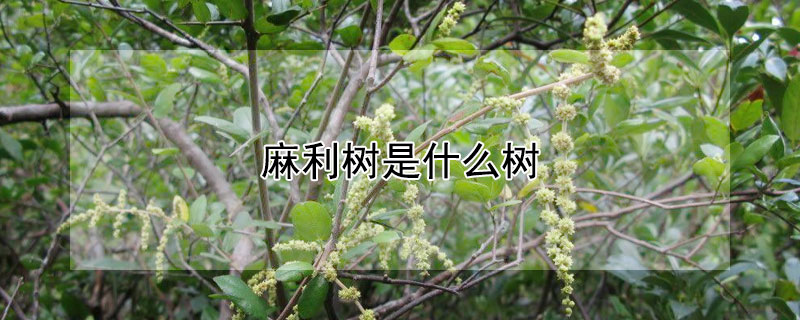 麻利樹是什麼樹