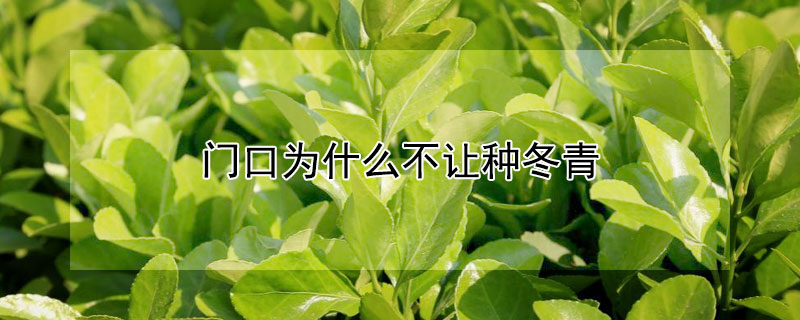 門口為什麼不讓種冬青
