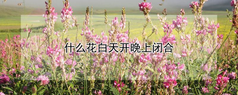 什麼花白天開晚上閉合