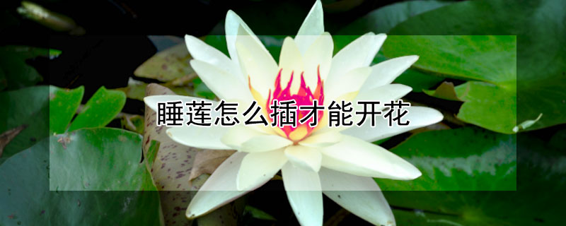 睡蓮怎麼插才能開花