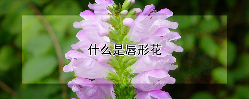 什麼是唇形花