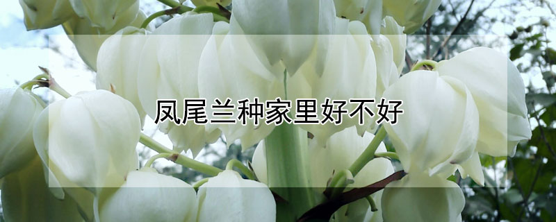 鳳尾蘭種家裏好不好