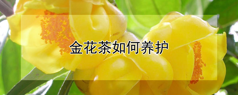 金花茶如何養護