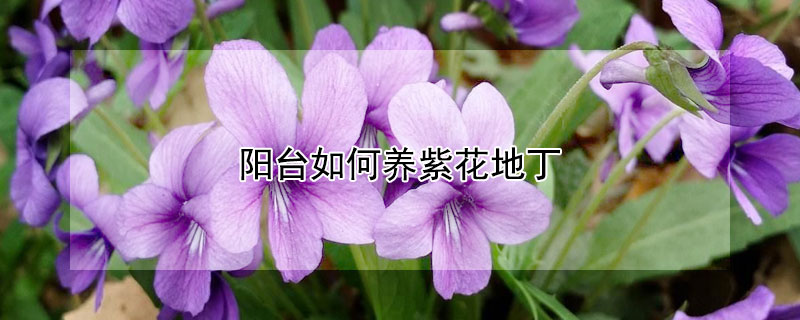 陽台如何養紫花地丁