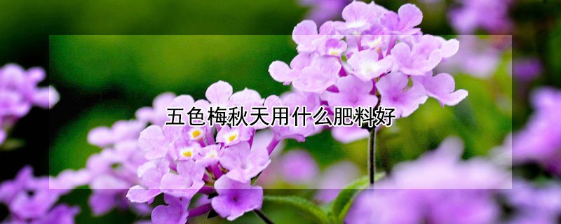 五色梅秋天用什麼肥料好
