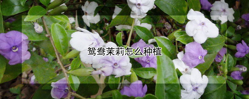 鴛鴦茉莉怎麼種植