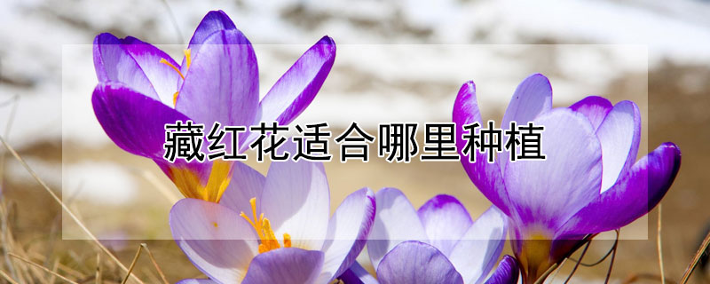 藏紅花適合哪裏種植