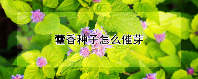 藿香種子怎麼催芽