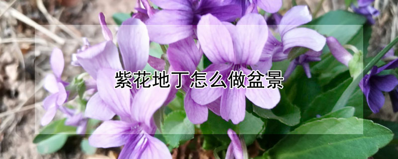 紫花地丁怎麼做盆景