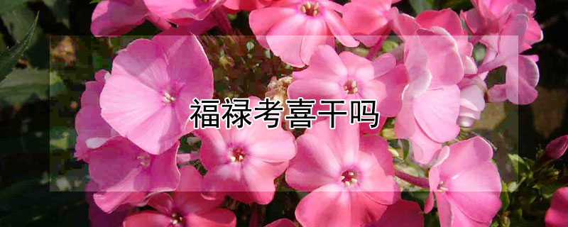 福祿考喜幹嗎