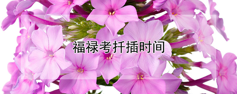 福祿考扡插時間