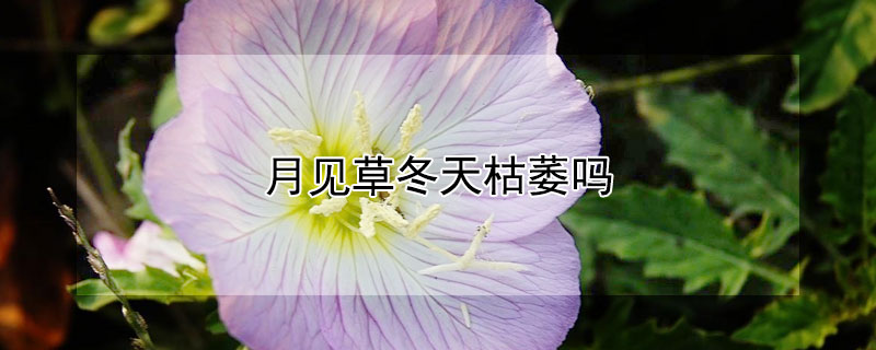 月見草冬天枯萎嗎