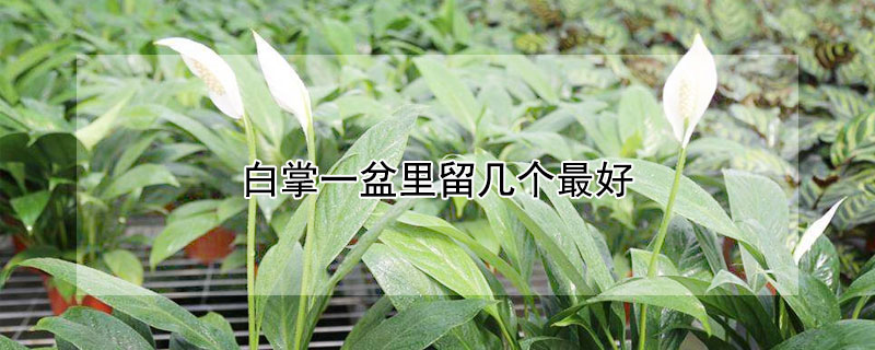 白掌一盆裏留幾個最好