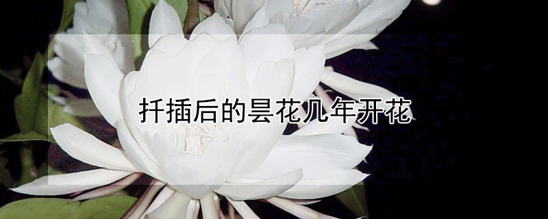 扡插後的曇花幾年開花