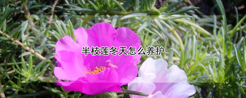 半枝蓮冬天怎麼養護