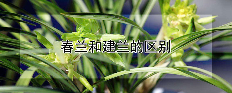 春蘭和建蘭的區別
