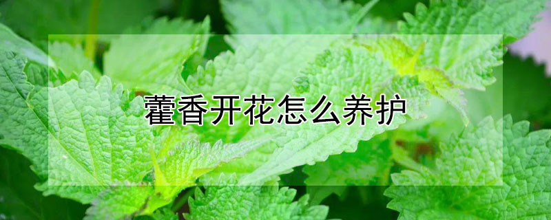 藿香開花怎麼養護