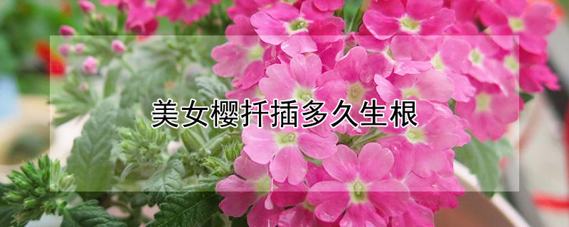 美女櫻扡插多久生根