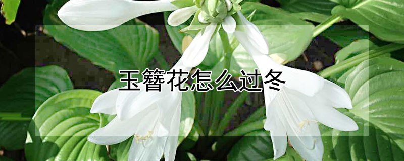 玉簪花怎麼過冬