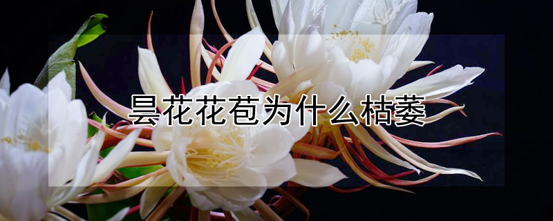 曇花花苞為什麼枯萎