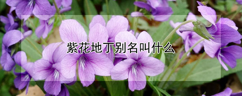紫花地丁別名叫什麼