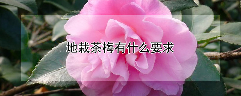 地栽茶梅有什麼要求
