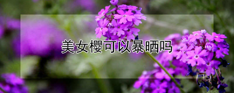 美女櫻可以暴曬嗎