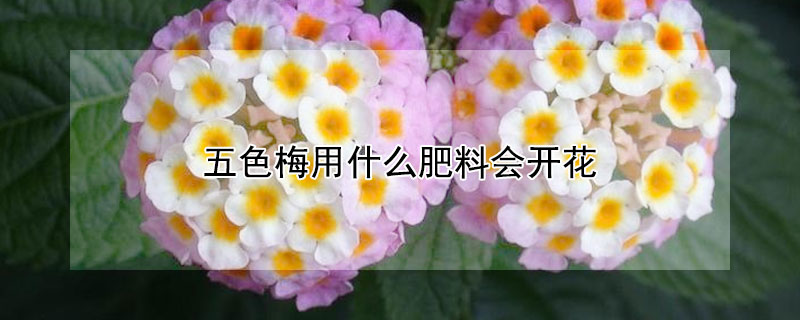 五色梅用什麼肥料會開花