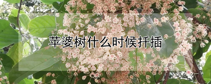 蘋婆樹什麼時候扡插