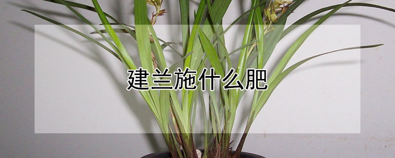 建蘭施什麼肥