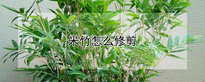 米竹怎麼修剪