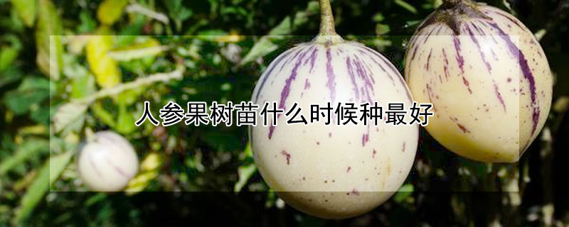 人參果樹苗什麼時候種最好
