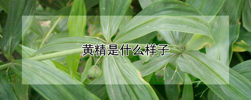 黃精是什麼樣子