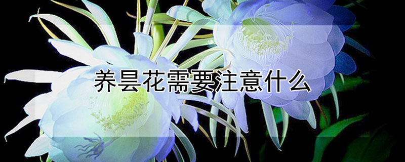 養曇花需要注意什麼