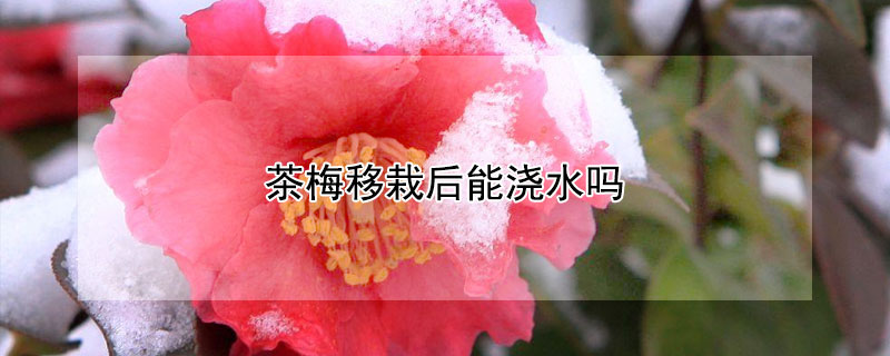 茶梅移栽後能澆水嗎