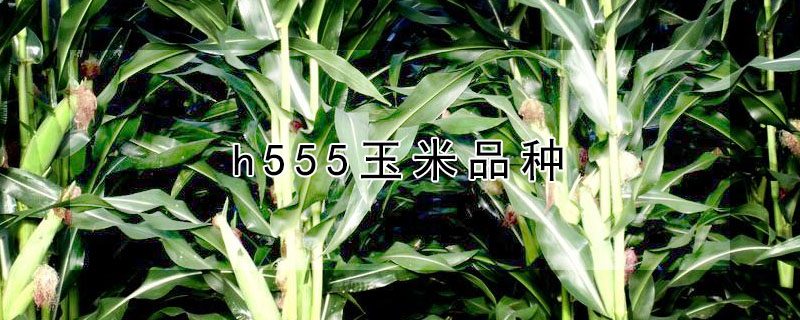 h555玉米品種