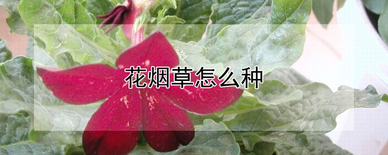 花煙草怎麼種