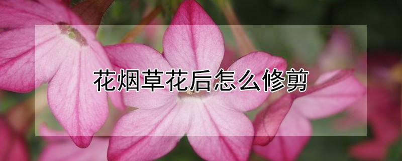 花煙草花後怎麼修剪