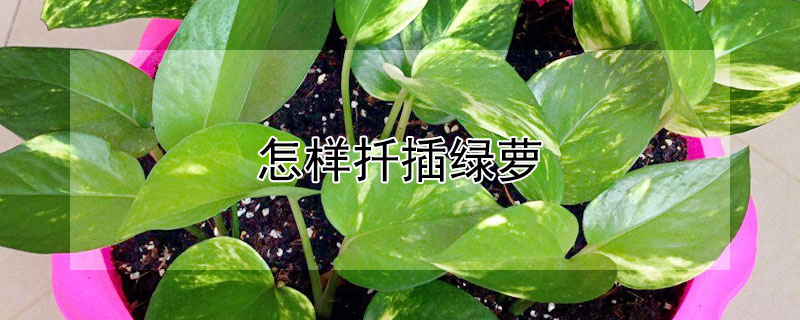 怎樣扡插綠蘿