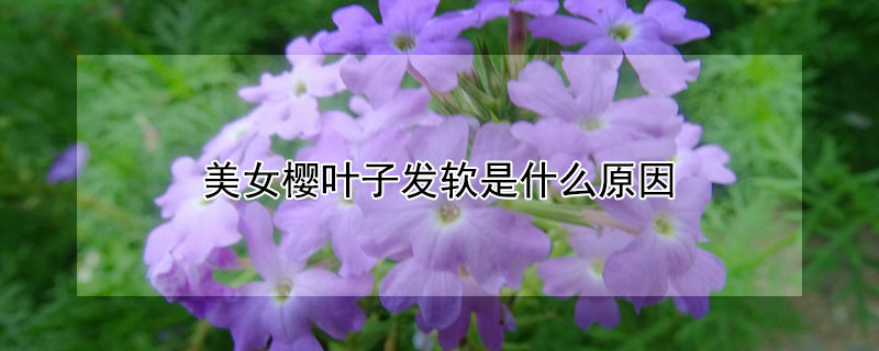 美女櫻葉子發軟是什麼原因