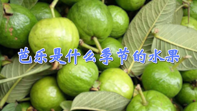 芭樂是什麼季節的水果