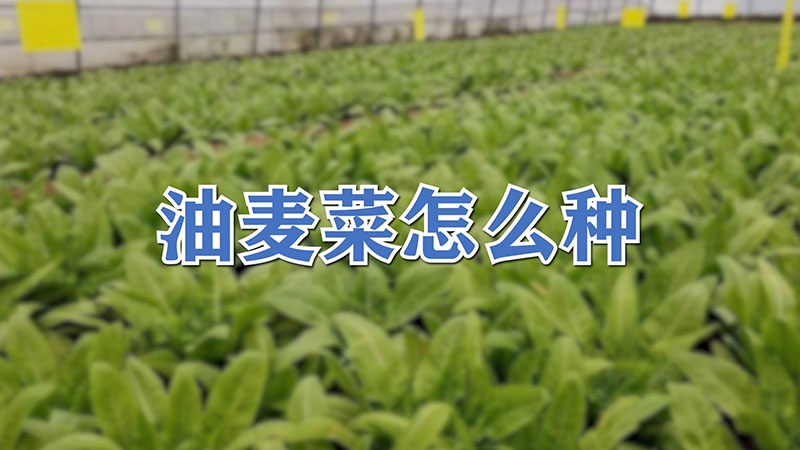 油麥菜怎麼種
