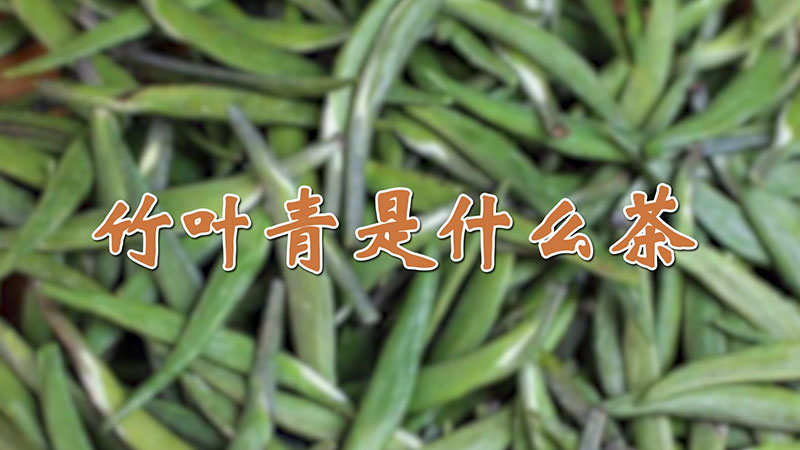 竹葉青是什麼茶